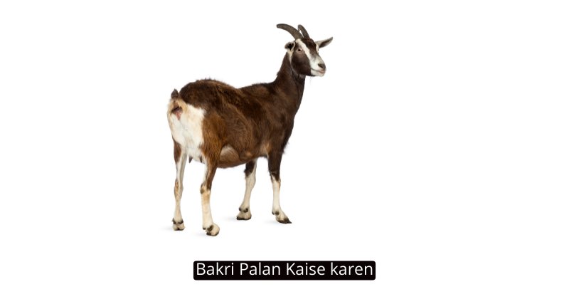 Bakri Palan Kaise karen: गांव में बकरी पालन कैसे करें