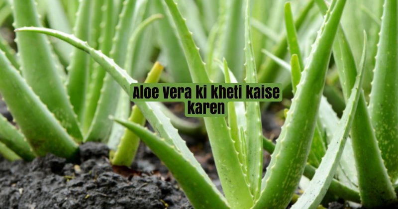 Aloe Vera ki kheti kaise karen | एलोवेरा की खेती कैसे करें , कितना कमा सकते है मुनाफा