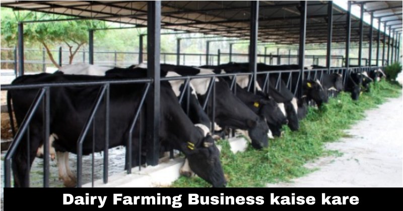 गाय पालन बिजनेस कैसे शुरू करें? Dairy Farming Business Kaise Kare