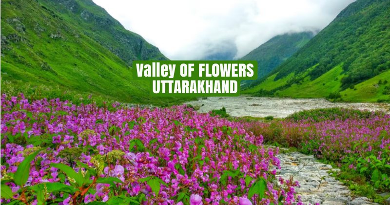 Valley OF FLOWERS UTTARAKHAND | उत्तराखंड का मशहूर वैली ऑफ़ फ्लॉवर कैसे पहुंचे