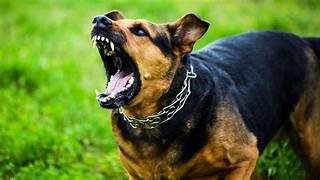 Central Panel Put Ban on 25 Ferocious Dog Breeds: Condition Apply For Dog