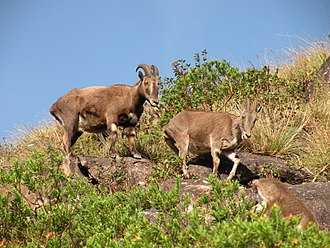 Tamil Nadu Intitated  Nilgiri Tahr Survey with IUCN Observer Under Nilgiri Tahr Project